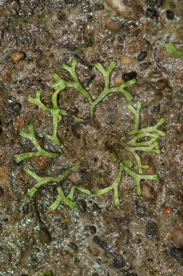 Metzgeria furcata